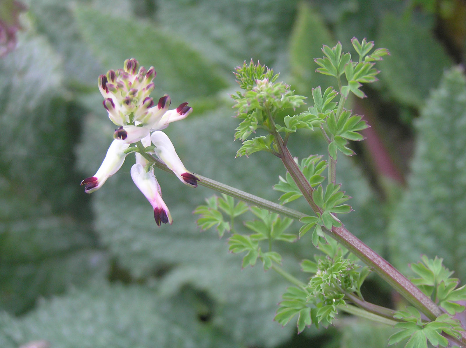 Fumaria capreolata e Senecio leucanthemifolius